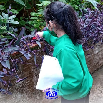 2º ano | Estudo de Plantas