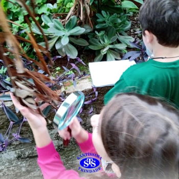 2º ano | Estudo de Plantas