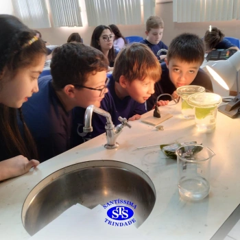 Experiência sobre o processo de fotossíntese | 4º ano