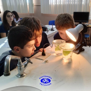 Experiência sobre o processo de fotossíntese | 4º ano