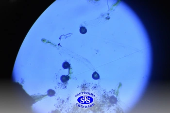 Turmas de 1º ao 3º ano estudam hábitos e ciclo de vida do mosquito da dengue 