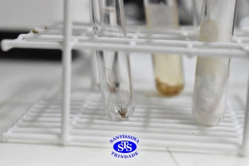 Turmas de 1º ao 3º ano estudam hábitos e ciclo de vida do mosquito da dengue 