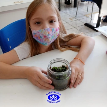 3º ano | Confecção de terrário