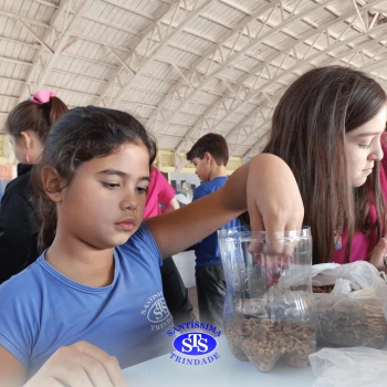 Confecção de terrários | 3º ano 