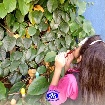 1º ano | Observação Científica