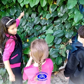 1º ano | Observação Científica