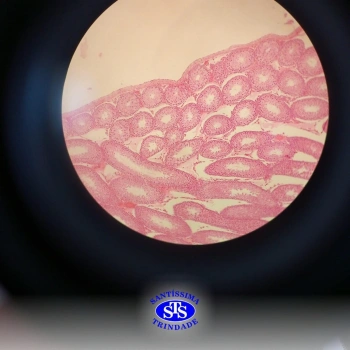 3ª série realiza prática de microscopia sobre tecidos animais