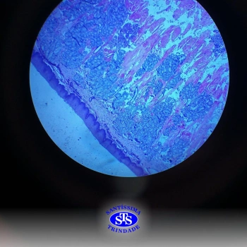 3ª série realiza prática de microscopia sobre tecidos animais