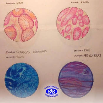 3ª série realiza prática de microscopia sobre tecidos animais