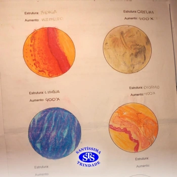 3ª série realiza prática de microscopia sobre tecidos animais