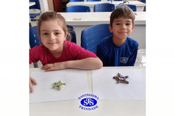 Estudo dos equinodermos estimula a criatividade e a observação | 2º ano
