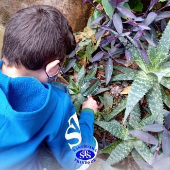 2º ano | Estudo de Plantas