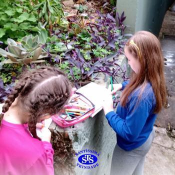 2º ano | Estudo de Plantas
