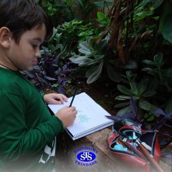 2º ano | Estudo de Plantas