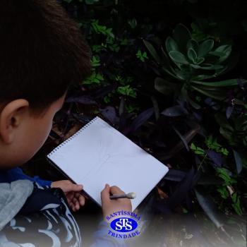 2º ano | Estudo de Plantas