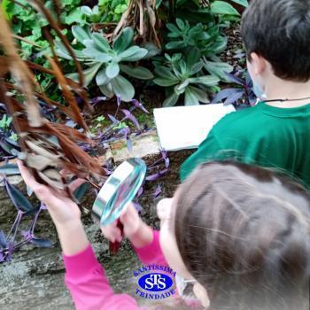2º ano | Estudo de Plantas