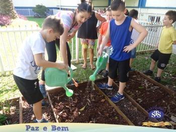 2º ano - Projeto Feijão