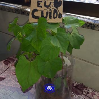 3º ano - aprendendo a cuidar da natureza